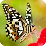 Logo of Butterfly Wallpapers 4K android Application 